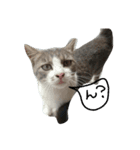 可愛い猫(日常編)（個別スタンプ：1）