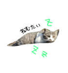 可愛い猫(日常編)（個別スタンプ：3）