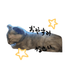 可愛い猫(日常編)（個別スタンプ：4）