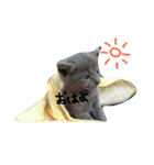 可愛い猫(日常編)（個別スタンプ：5）