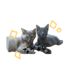 可愛い猫(日常編)（個別スタンプ：6）
