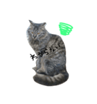 可愛い猫(日常編)（個別スタンプ：7）
