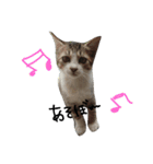 可愛い猫(日常編)（個別スタンプ：8）