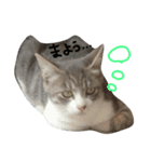 可愛い猫(日常編)（個別スタンプ：9）