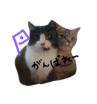 可愛い猫(日常編)（個別スタンプ：10）