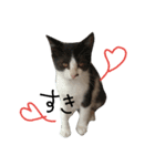 可愛い猫(日常編)（個別スタンプ：11）