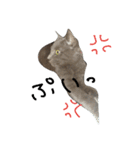 可愛い猫(日常編)（個別スタンプ：12）
