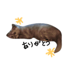 可愛い猫(日常編)（個別スタンプ：13）