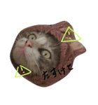 可愛い猫(日常編)（個別スタンプ：14）
