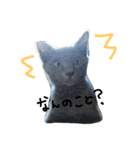 可愛い猫(日常編)（個別スタンプ：15）