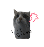 可愛い猫(日常編)（個別スタンプ：16）