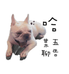 French Bulldog Pipi（個別スタンプ：1）