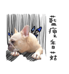 French Bulldog Pipi（個別スタンプ：6）