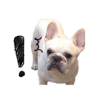 French Bulldog Pipi（個別スタンプ：10）