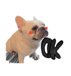 French Bulldog Pipi（個別スタンプ：11）