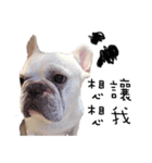 French Bulldog Pipi（個別スタンプ：16）