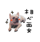 French Bulldog Pipi（個別スタンプ：17）