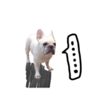 French Bulldog Pipi（個別スタンプ：20）