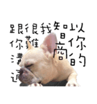 French Bulldog Pipi（個別スタンプ：21）