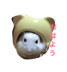 日常で使えるハムスター（個別スタンプ：2）