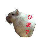 日常で使えるハムスター（個別スタンプ：3）