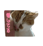 たまごねこねこ（個別スタンプ：1）