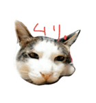 たまごねこねこ（個別スタンプ：2）