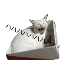 たまごねこねこ（個別スタンプ：3）