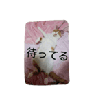 たまごねこねこ（個別スタンプ：4）