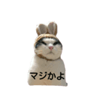 たまごねこねこ（個別スタンプ：5）