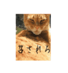 たまごねこねこ（個別スタンプ：6）