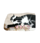 たまごねこねこ（個別スタンプ：7）
