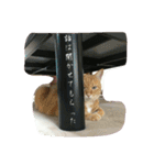 たまごねこねこ（個別スタンプ：10）