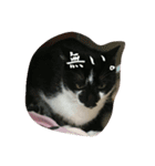 たまごねこねこ（個別スタンプ：11）