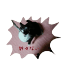 たまごねこねこ（個別スタンプ：13）