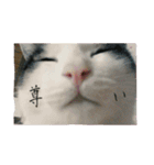 たまごねこねこ（個別スタンプ：14）