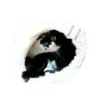 たまごねこねこ（個別スタンプ：15）