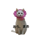 たまごねこねこ（個別スタンプ：16）