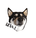 黒柴まろちゃん・離れて暮らす家族編1（個別スタンプ：1）