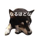 黒柴まろちゃん・離れて暮らす家族編1（個別スタンプ：2）