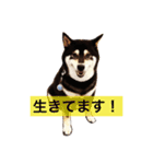 黒柴まろちゃん・離れて暮らす家族編1（個別スタンプ：4）
