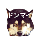 黒柴まろちゃん・離れて暮らす家族編1（個別スタンプ：5）