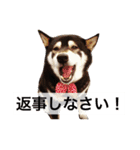 黒柴まろちゃん・離れて暮らす家族編1（個別スタンプ：6）