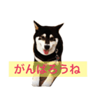 黒柴まろちゃん・離れて暮らす家族編1（個別スタンプ：7）