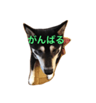 黒柴まろちゃん・離れて暮らす家族編1（個別スタンプ：8）