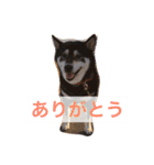 黒柴まろちゃん・離れて暮らす家族編1（個別スタンプ：14）