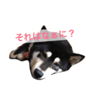 黒柴まろちゃん・離れて暮らす家族編1（個別スタンプ：16）
