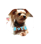 ヨークシャーテリア りんちゃん（個別スタンプ：2）
