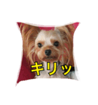 ヨークシャーテリア りんちゃん（個別スタンプ：5）