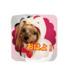ヨークシャーテリア りんちゃん（個別スタンプ：8）
